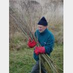 Once coppiced the Willow was removed