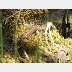 A lizard sunbathing on moss