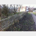 Hedgelaying in the Gleadless Valley