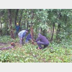 Orchard thinning at Lees Hall