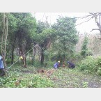 Orchard thinning at Lees Hall