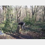 Tree thinning at Lees Hall Wood