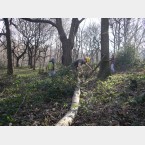 Tree thinning at Lees Hall Wood