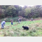 Hayraking in the Gleadless Valley