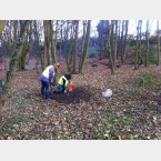 planting daffodil bulbs