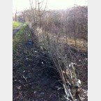 A section of the hedge with posts in