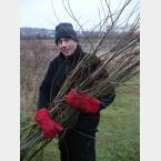 Once coppiced the Willow was removed