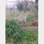 Creating a pile of material to be used in a dead hedge