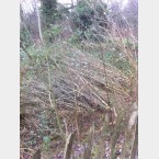 The Ash whips will be schedged and used for weaving in the dead hedge