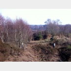 clearing some of the birch from the site