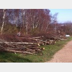 The birch is stacked up ready for chipping