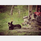 Alan's dog Joe, outside the cabin on the site