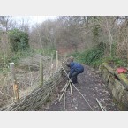 Some months later we started extending the dead hedge along the side of the path