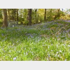 An area of Bluebells in the wood