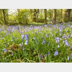 Some more Bluebells at the bottom of the site