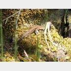 A lizard sunbathing on moss