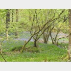 More bluebells amongst the Hazel