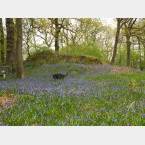 Alan's Dog Joe amongst the Bluebells