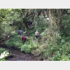 Pulling the Balsam on the Steep slopes of Anston Stone Woods