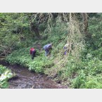 The Balsam was not just near the steam,  it was up the steep banks as well.