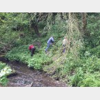 If left the Balsam will dominate native plant species