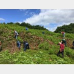 The group were pulling up the Bracken