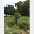 There is a Volunteer under all that bracken!