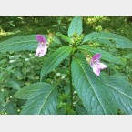This is the plant that we are trying to remove from Anston Stone Woods.