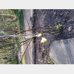 Memorial tree in honour of Chris Ashby