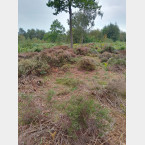 Wadsley & Loxley Common  Sept 2023