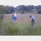 Ragwort removal