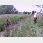 Ragwort removal