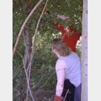 Volunteers fell trees at Greengate School