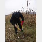 Coppicing the Williow